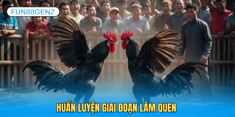 Cách huấn luyện gà chọi giai đoạn mới làm quen
