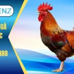 Cách lên cựa gà