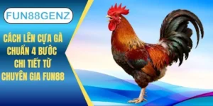 Cách lên cựa gà