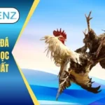 Cách nuôi gà đá