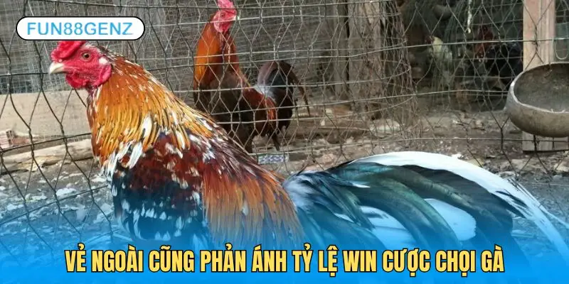 Có thể chọn ngay kèo thơm chỉ thông qua vẻ ngoài của chiến kê