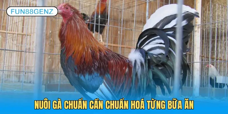 Dinh dưỡng mỗi bữa ăn là điều thiết yếu khi nuôi gà chọi