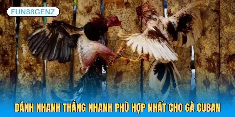 Gà Cuban thi đấu dựa trên sự nhanh nhẹn, ra đòn hiểm