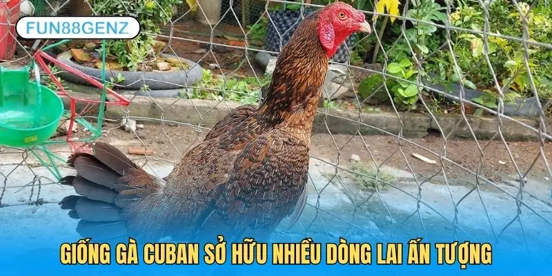 Giống gà Cuban hiện được lai tạo hơn 10 dòng