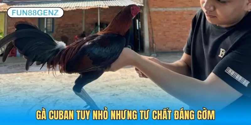 Giống gà Cuban tuy nhỏ nhưng là chiến binh mạnh mẽ