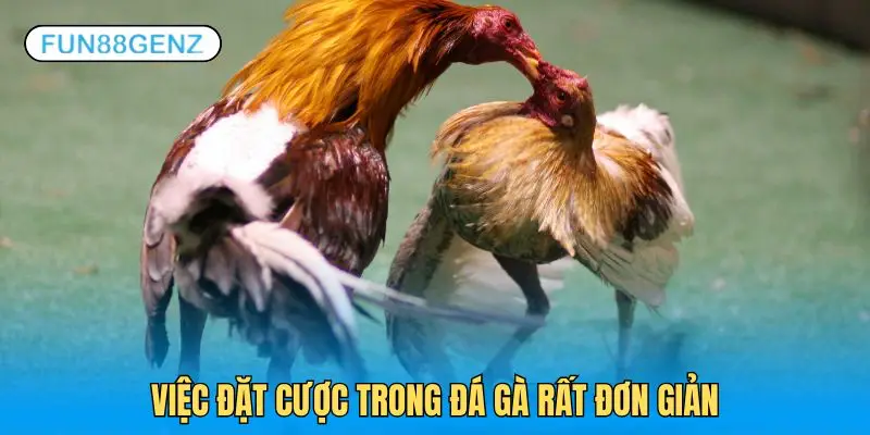 Mỗi trận chọi gà chỉ có vài lựa chọn kèo cơ bản