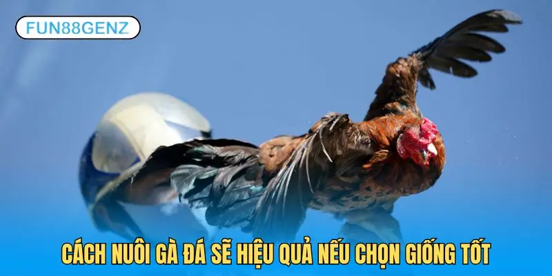 Nuôi gà đá sẽ phát huy hiệu quả nếu chọn giống tốt từ đầu