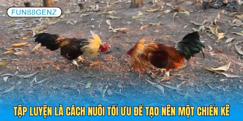 Tập luyện sẽ tạo nên một chiến kê đúng nghĩa khi nuôi